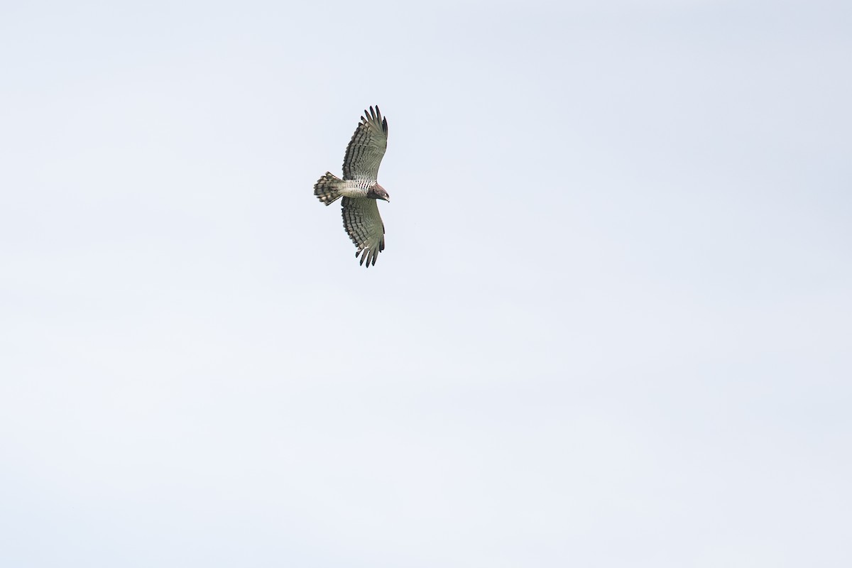 Beaudouin's Snake-Eagle - ML643297549