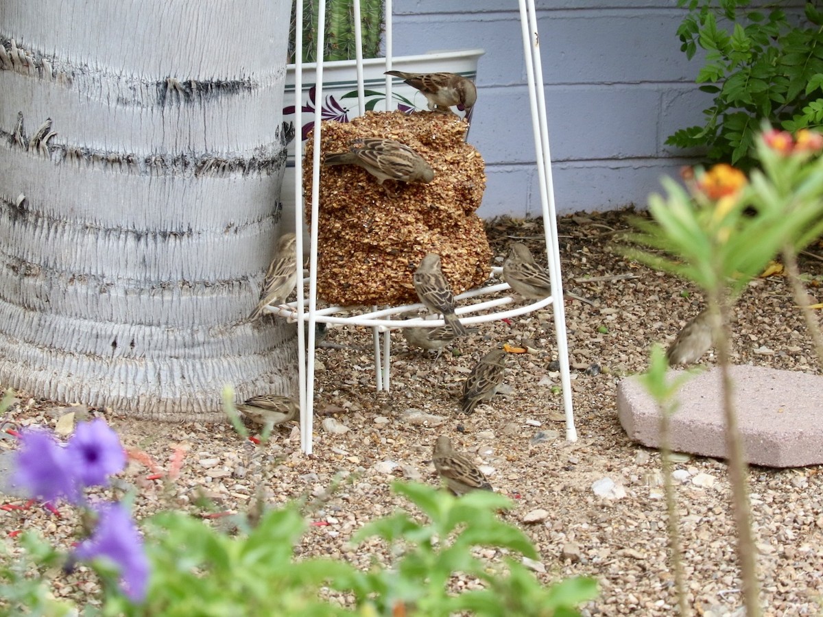 House Sparrow - ML643297550