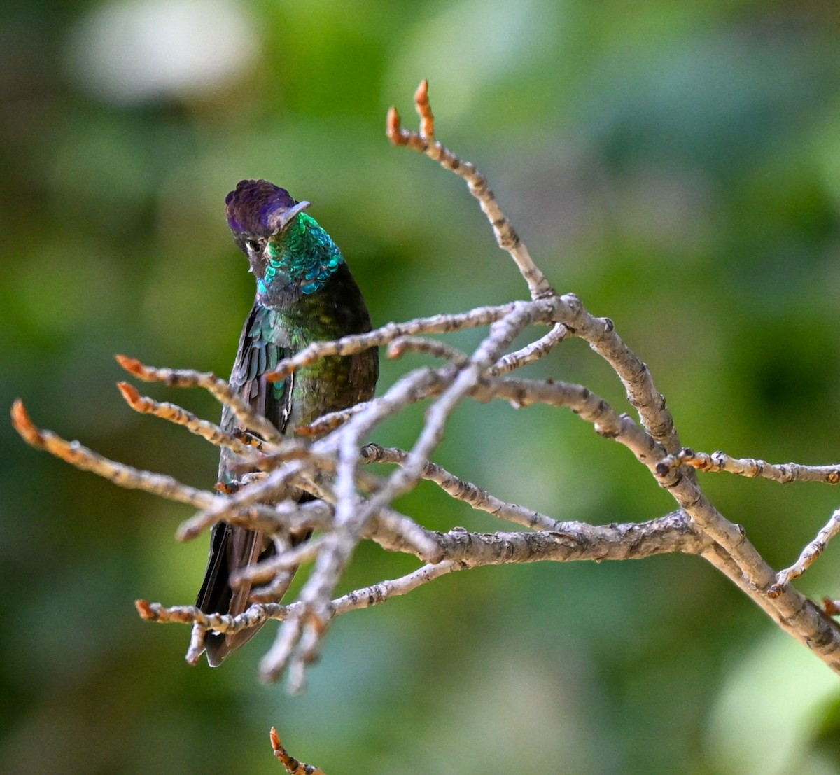 Rivoli's Hummingbird - ML643297551