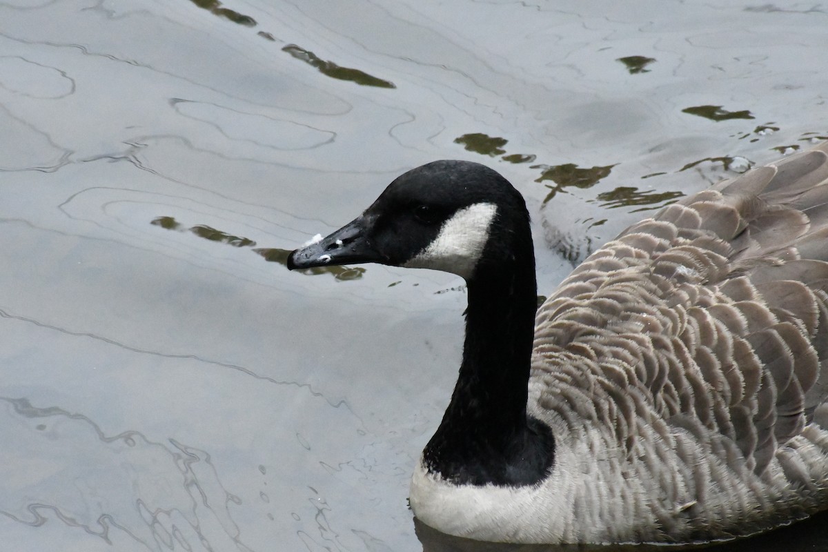 Canada Goose - ML643297560