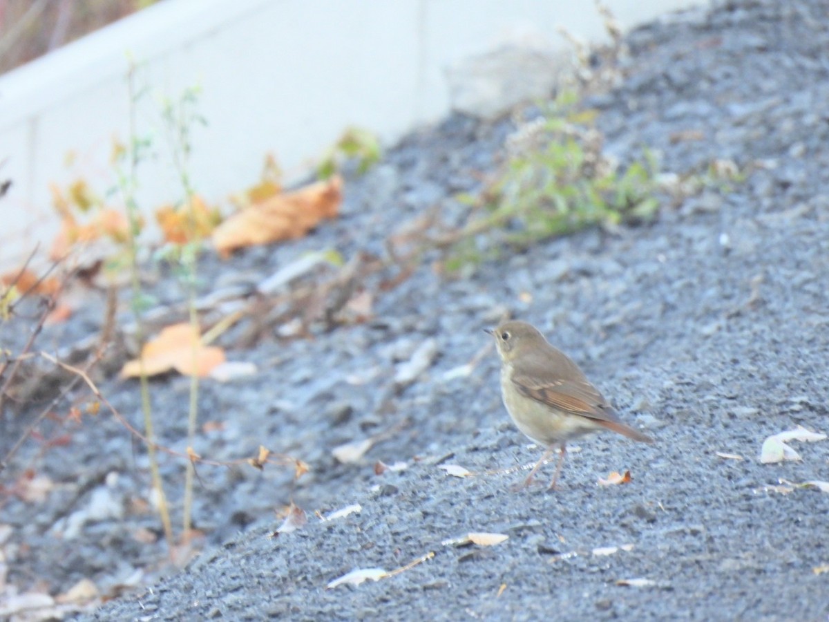 Hermit Thrush - ML643297561