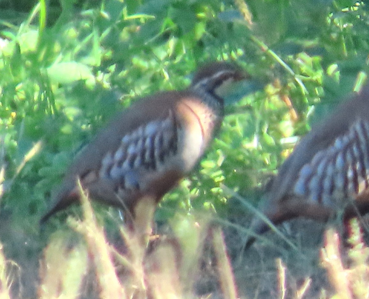 Red-legged Partridge - ML643297562