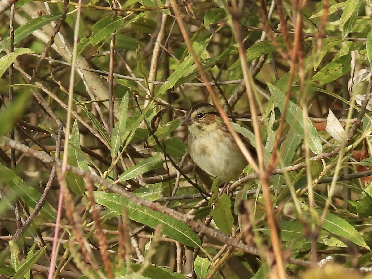 Swamp Sparrow - ML643297563