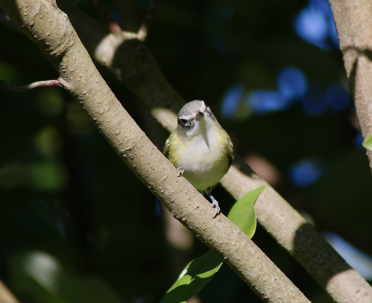 Blue-headed Vireo - ML643297565