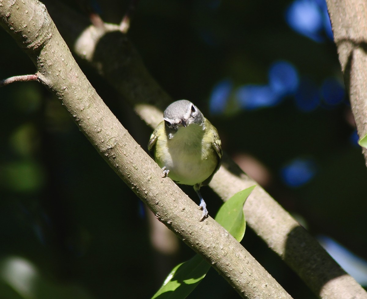 Blue-headed Vireo - ML643297566