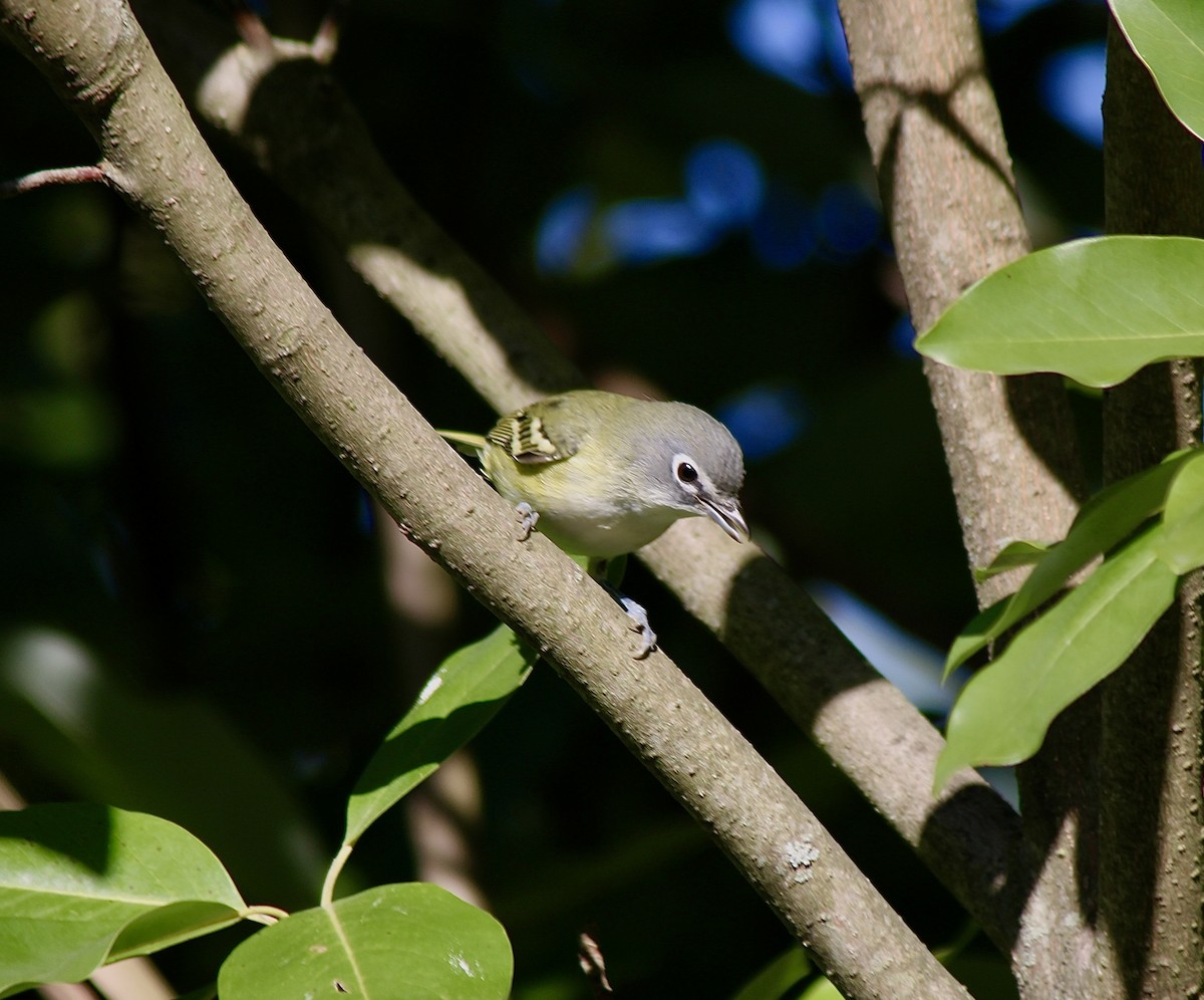 Blue-headed Vireo - ML643297567