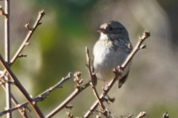 Lincoln's Sparrow - ML643297571