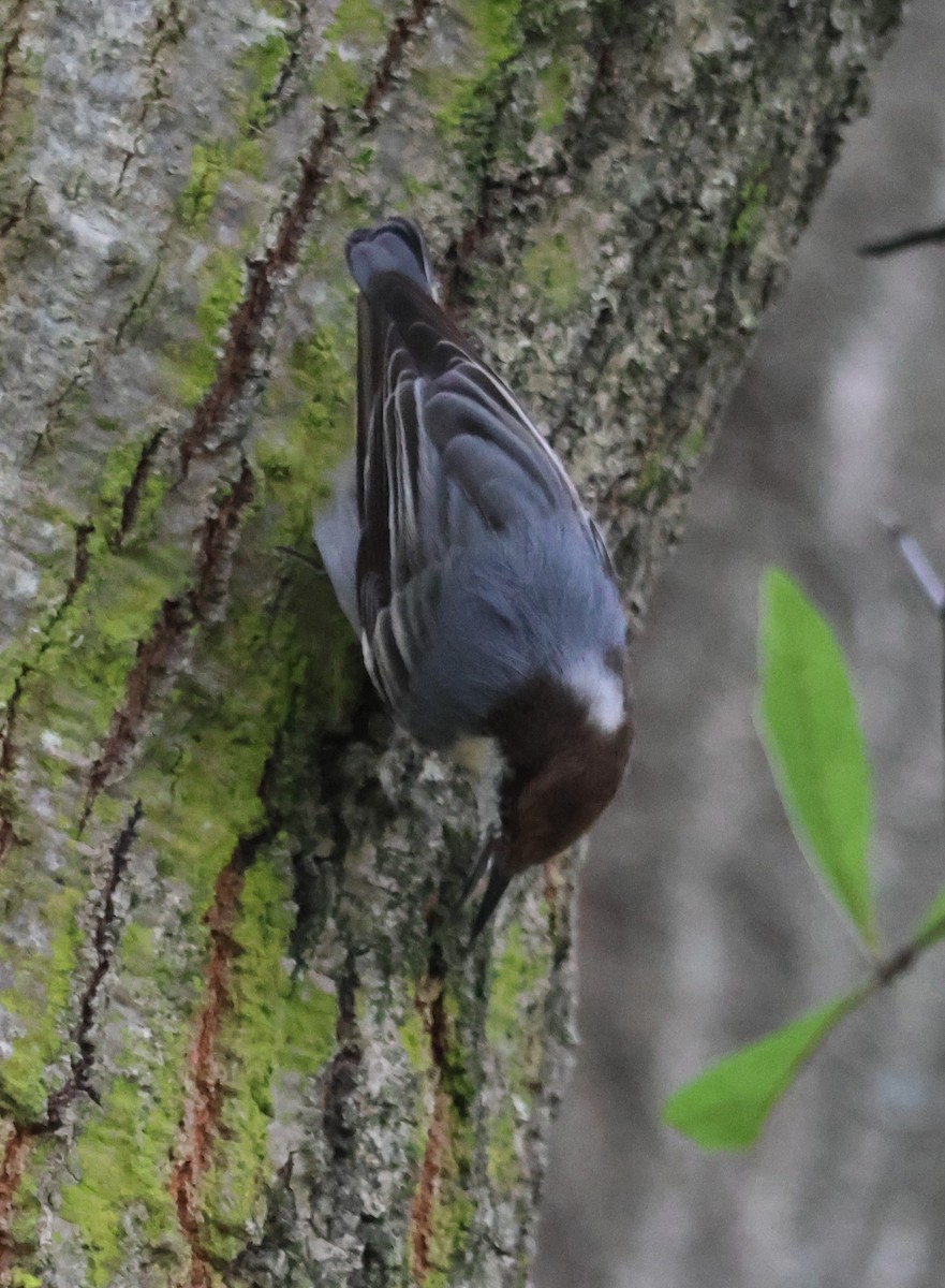 Brown-headed Nuthatch - ML643297572