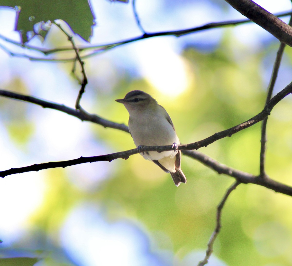 Red-eyed Vireo - ML643297580