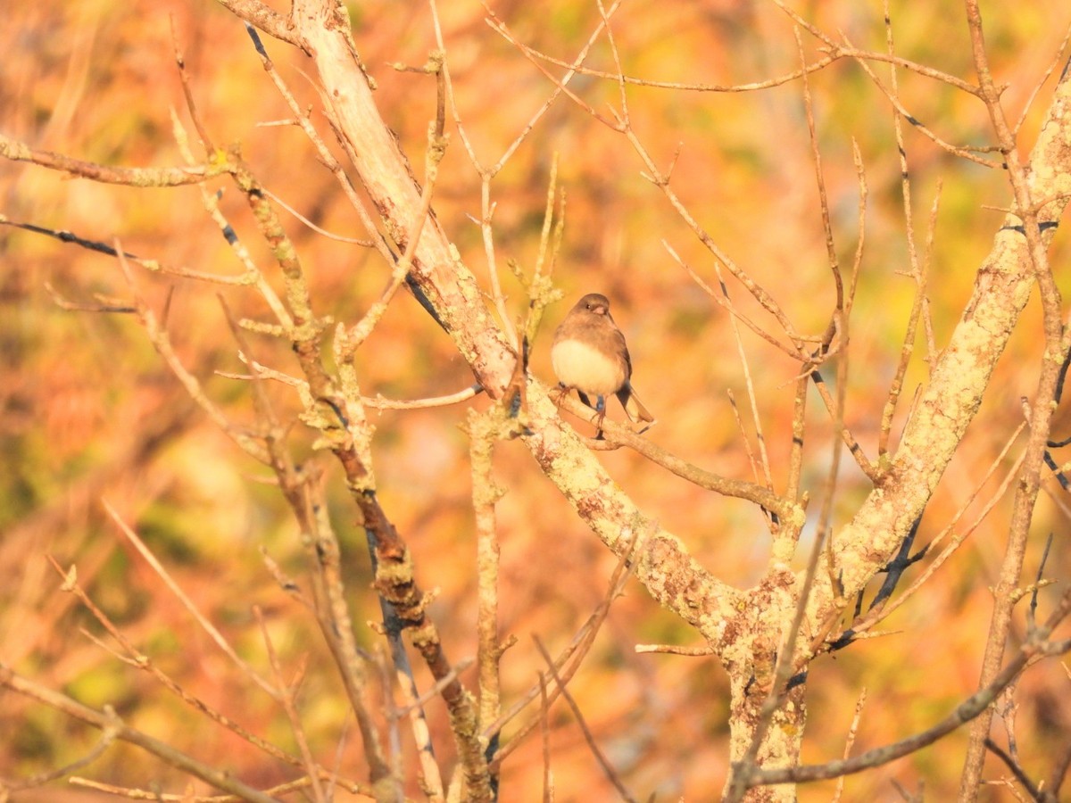 Dark-eyed Junco - ML643297582