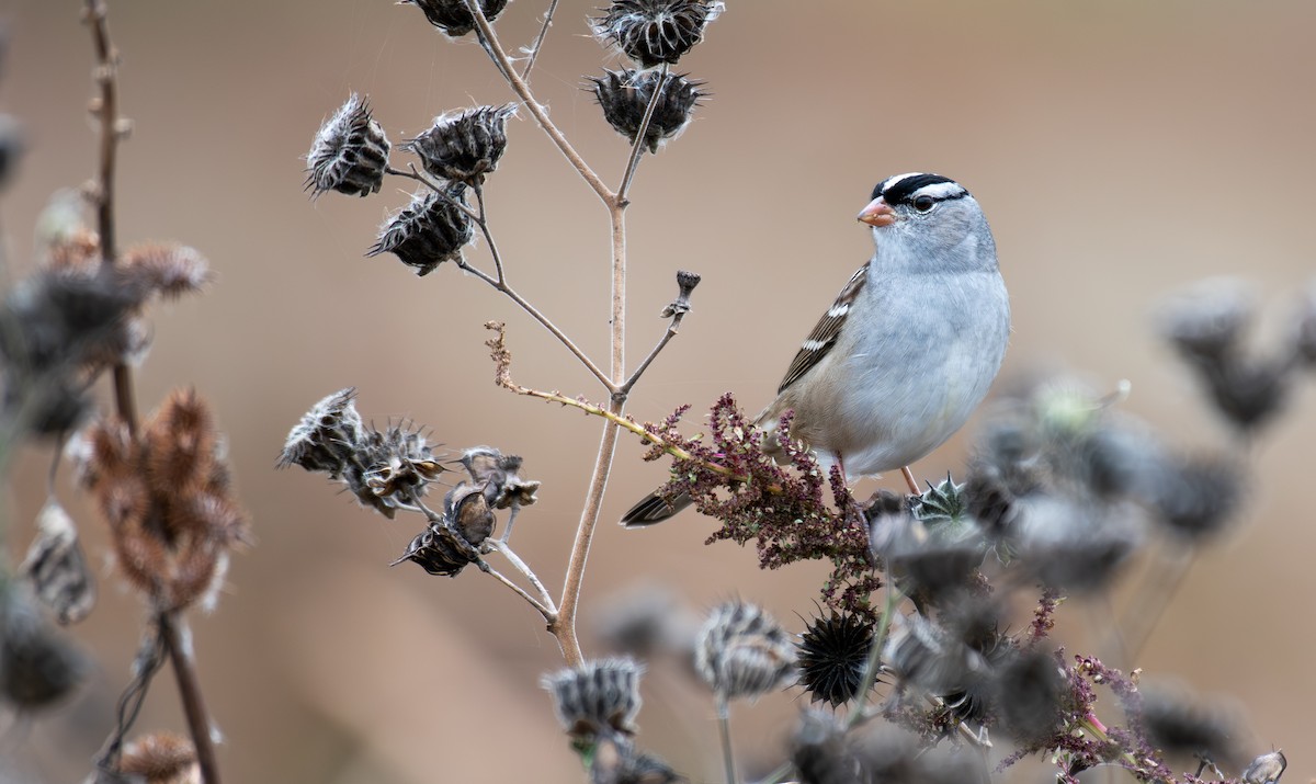 White-crowned Sparrow (leucophrys) - ML643297583