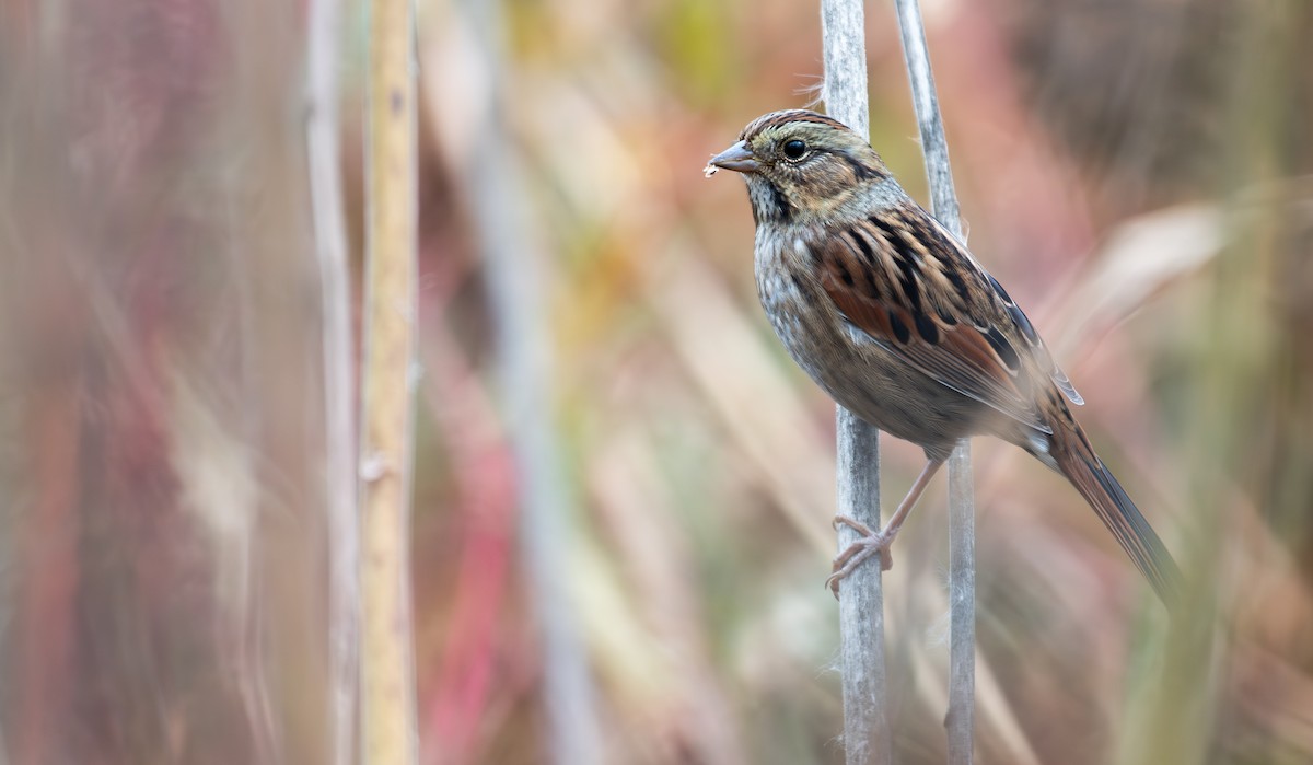 Swamp Sparrow - ML643297585