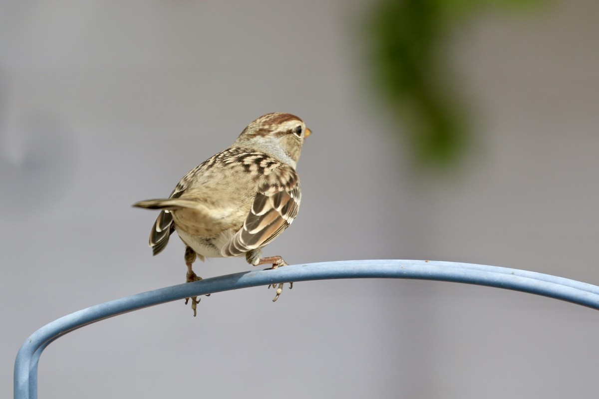 White-crowned Sparrow - ML643297587