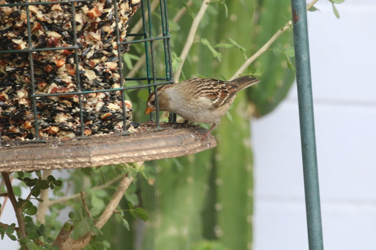White-crowned Sparrow - ML643297588