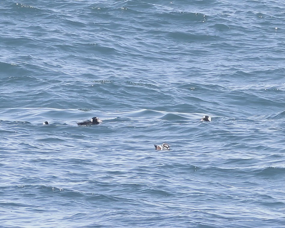 Harlequin Duck - ML643297601