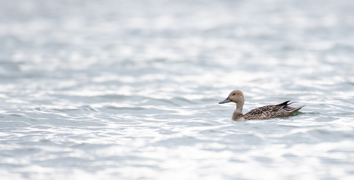 Northern Pintail - ML643297604