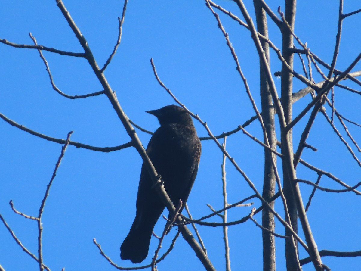 Red-winged Blackbird - ML643297613