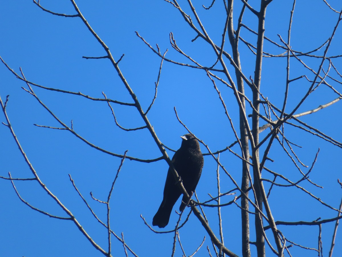 Red-winged Blackbird - ML643297614