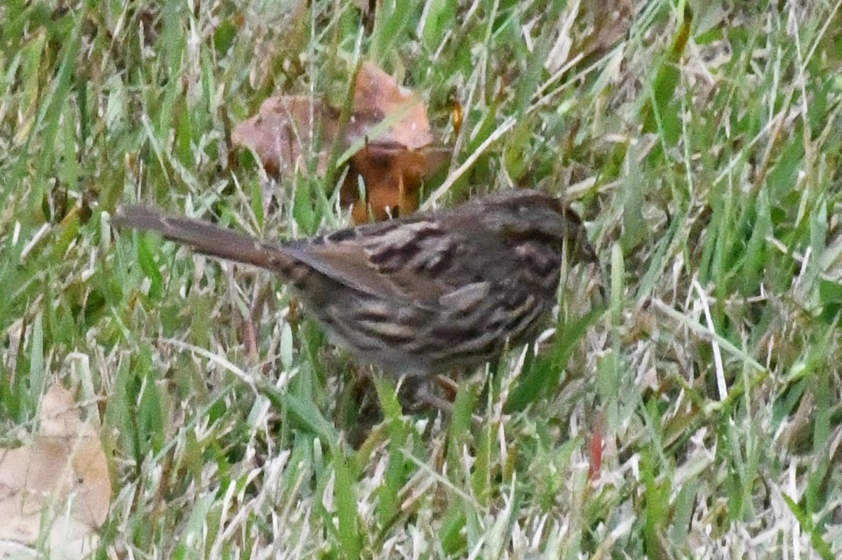 strnadec zpěvný (ssp. melodia/atlantica) - ML643297617