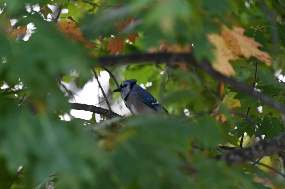 Blue Jay - ML643297625