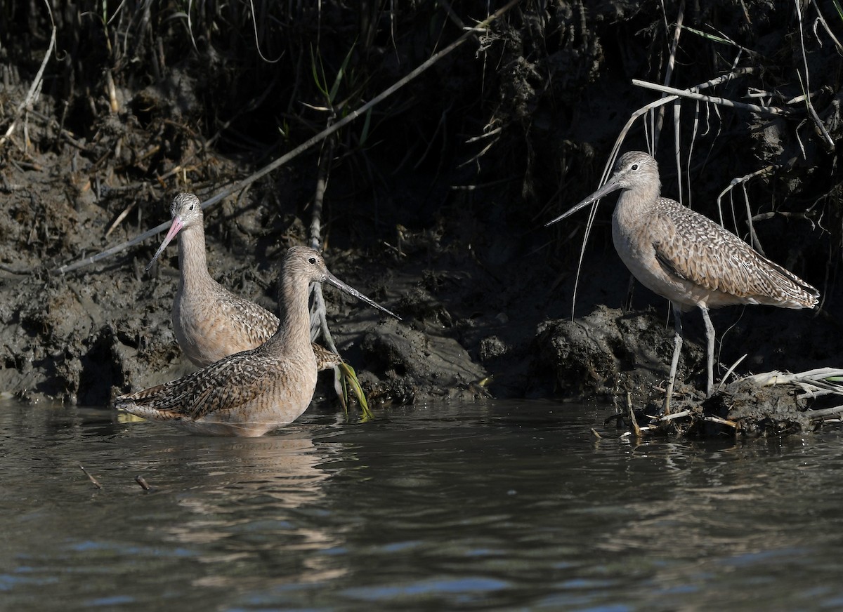Marbled Godwit - ML643297648