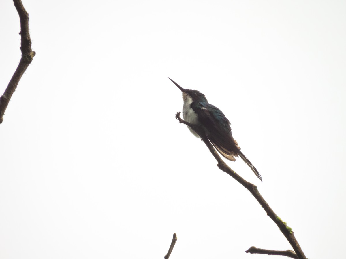 Black-eared Fairy - ML643297651