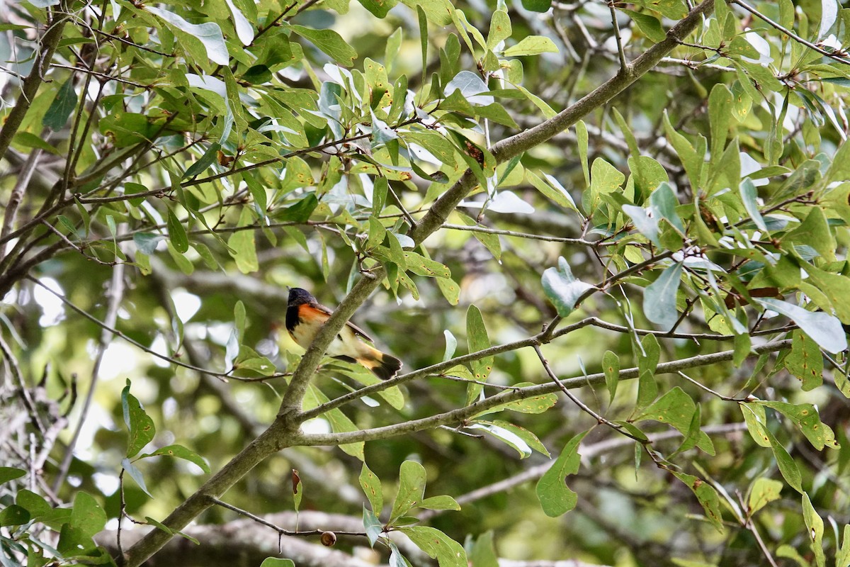 American Redstart - ML643297657