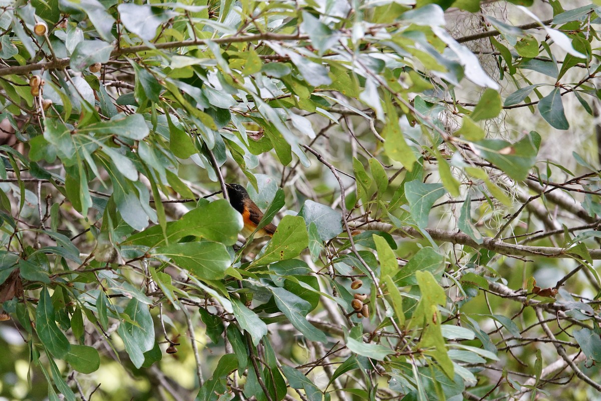 American Redstart - ML643297658