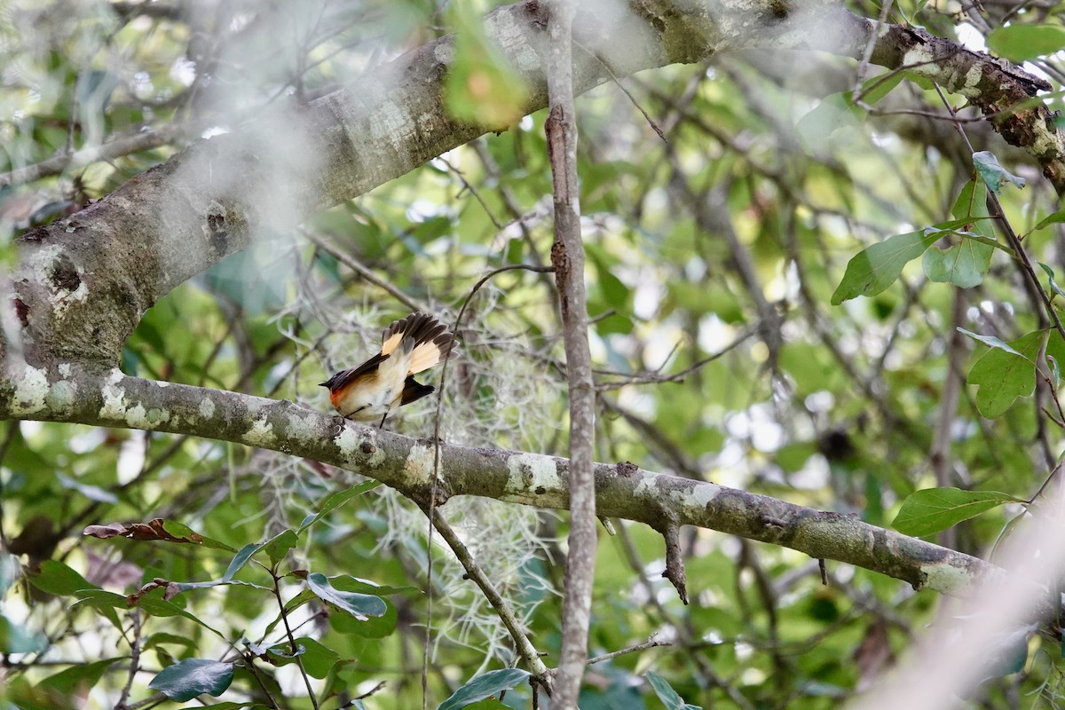 American Redstart - ML643297663