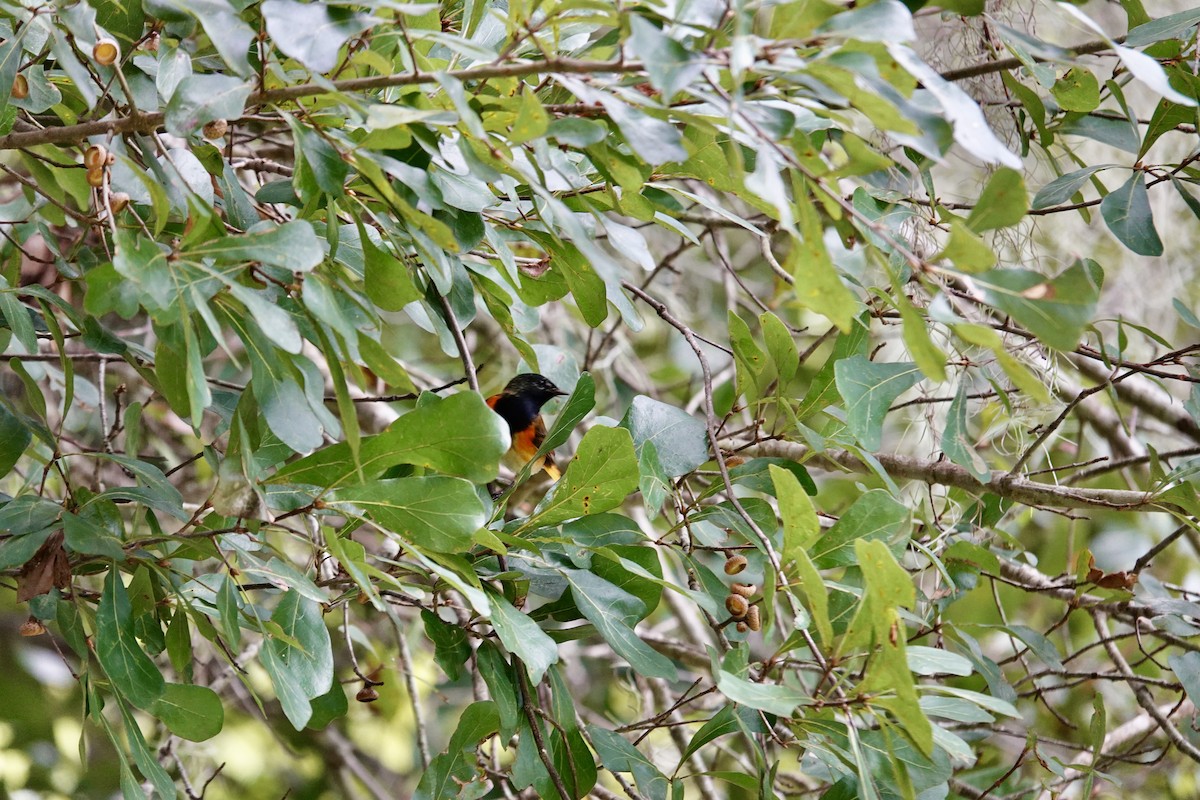 American Redstart - ML643297666