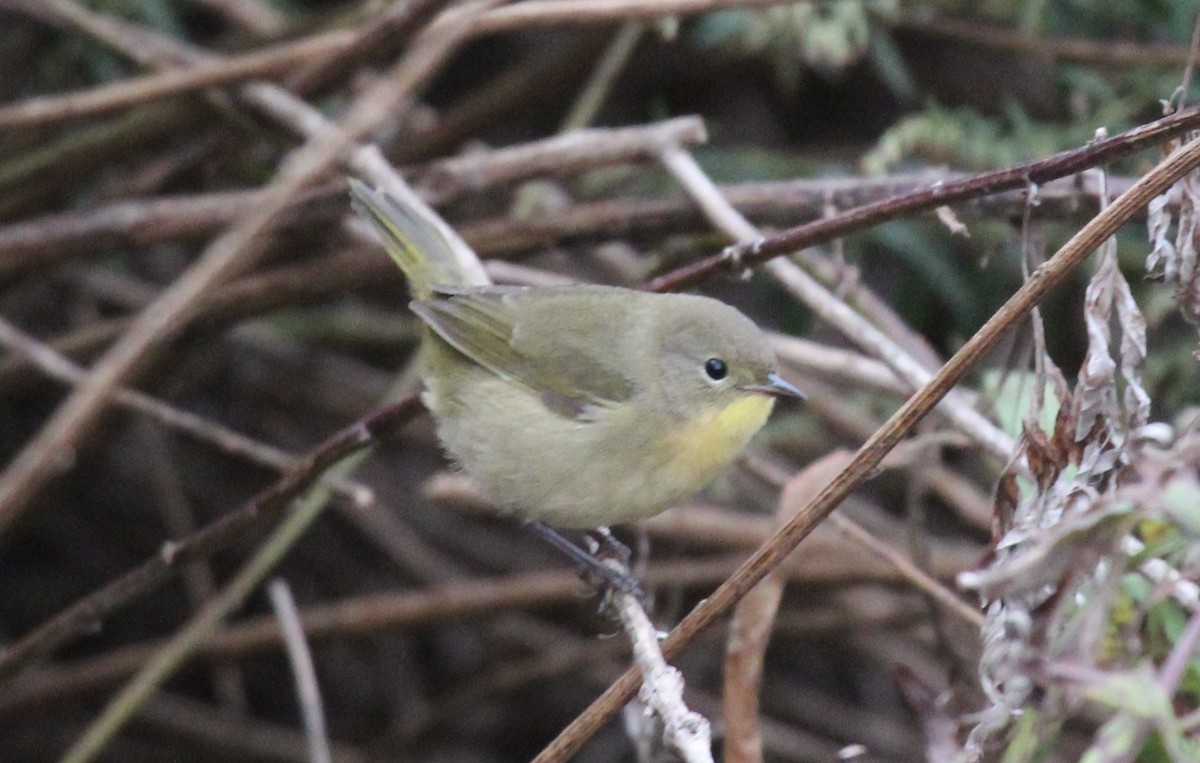 Common Yellowthroat - ML643297675