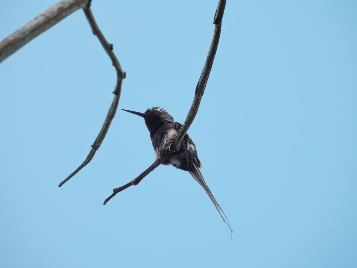 Black-bellied Thorntail - ML643297678