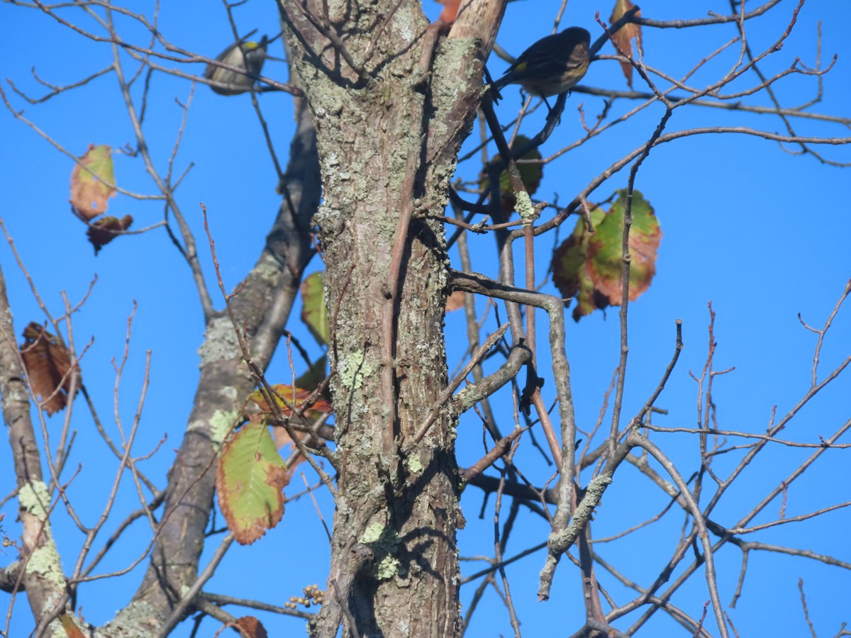 Yellow-rumped Warbler - ML643297682