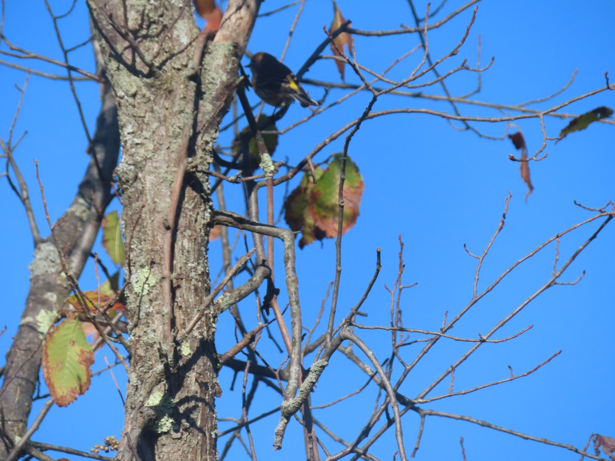 Yellow-rumped Warbler - ML643297683