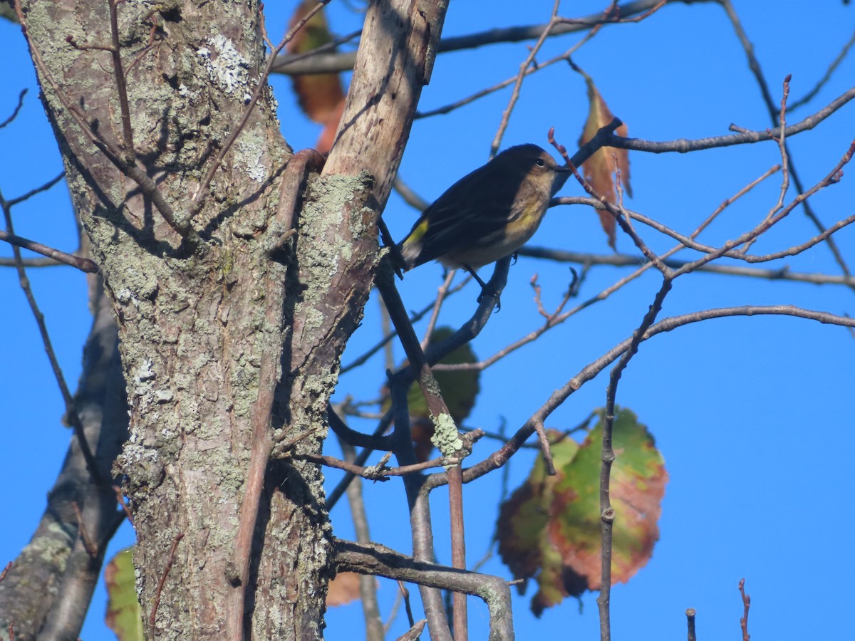 Yellow-rumped Warbler - ML643297684