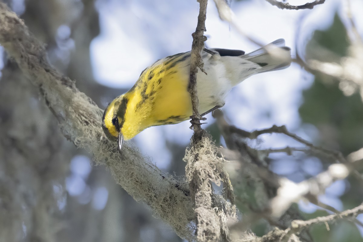 Townsend's Warbler - ML643297686