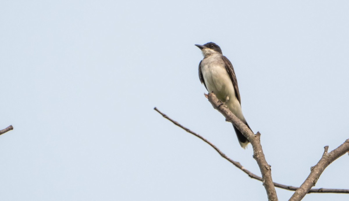 Eastern Kingbird - ML643297687
