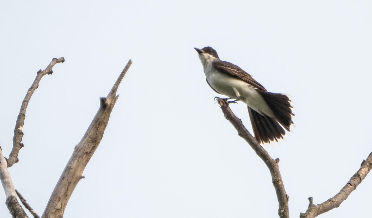 Eastern Kingbird - ML643297688