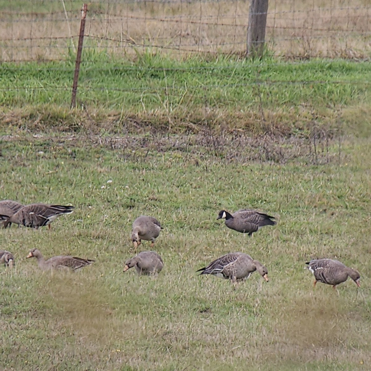Branta kanadar txikia - ML643297693