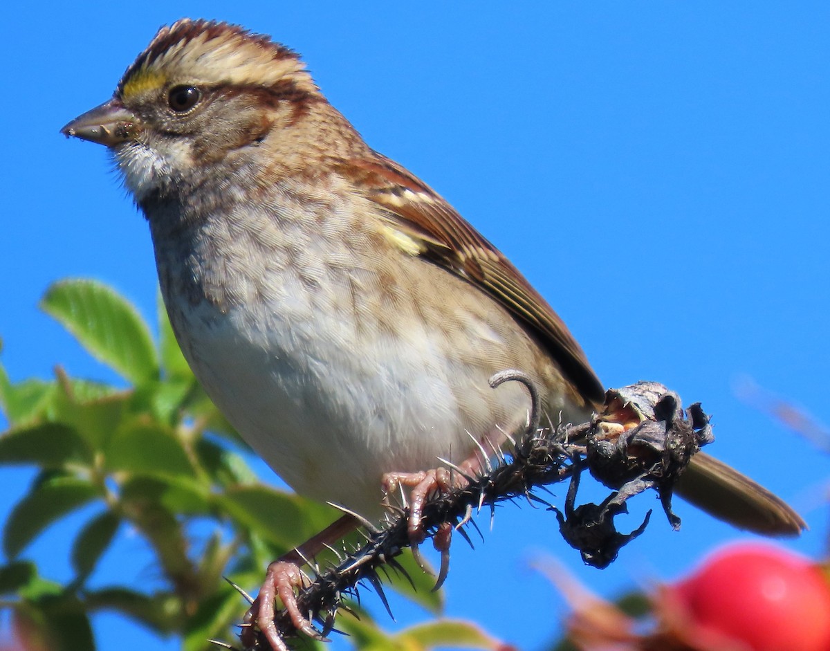 White-throated Sparrow - ML643297694