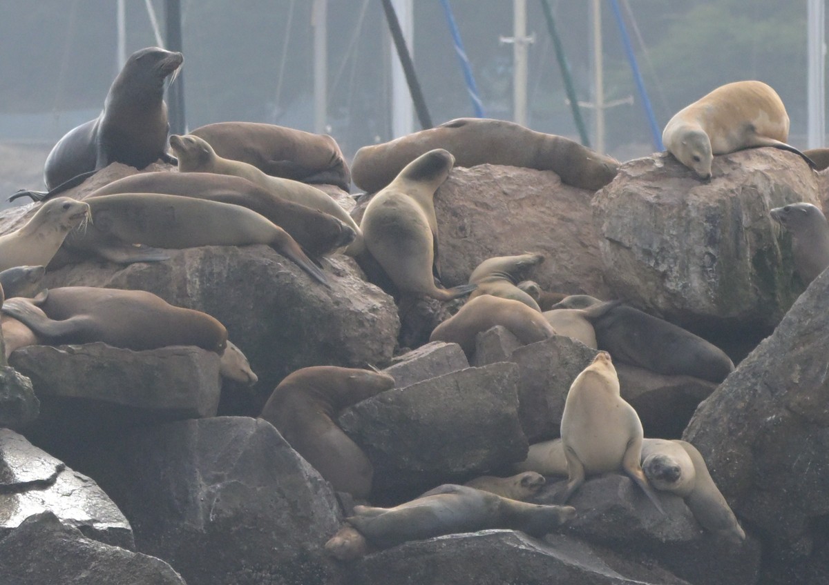California Sea Lion - ML643297696