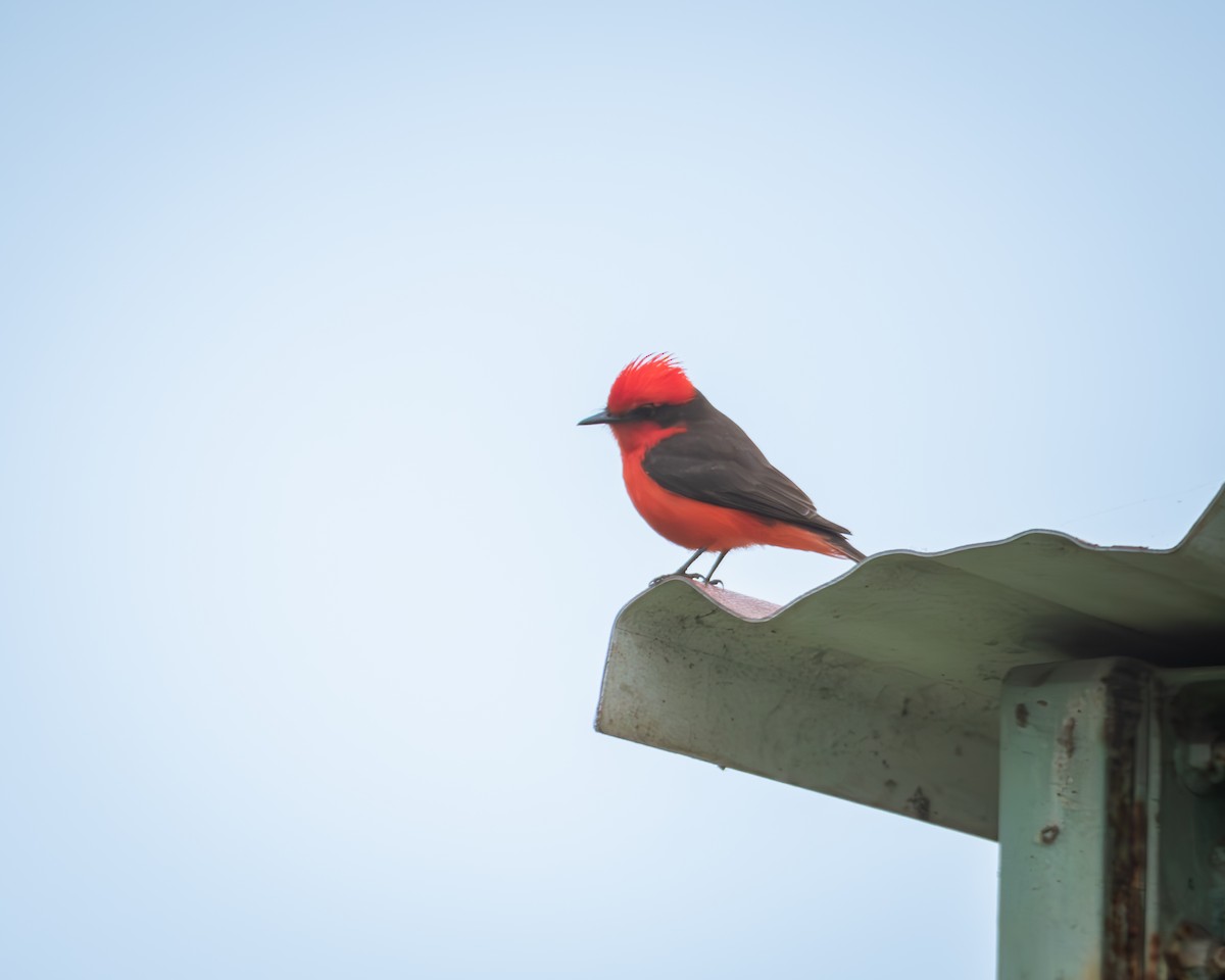 Vermilion Flycatcher - ML643297704
