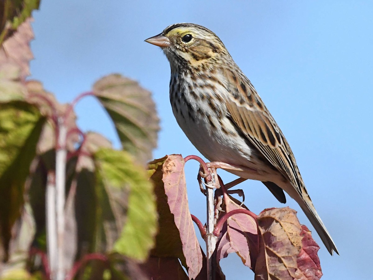 Savannah Sparrow - ML643297705