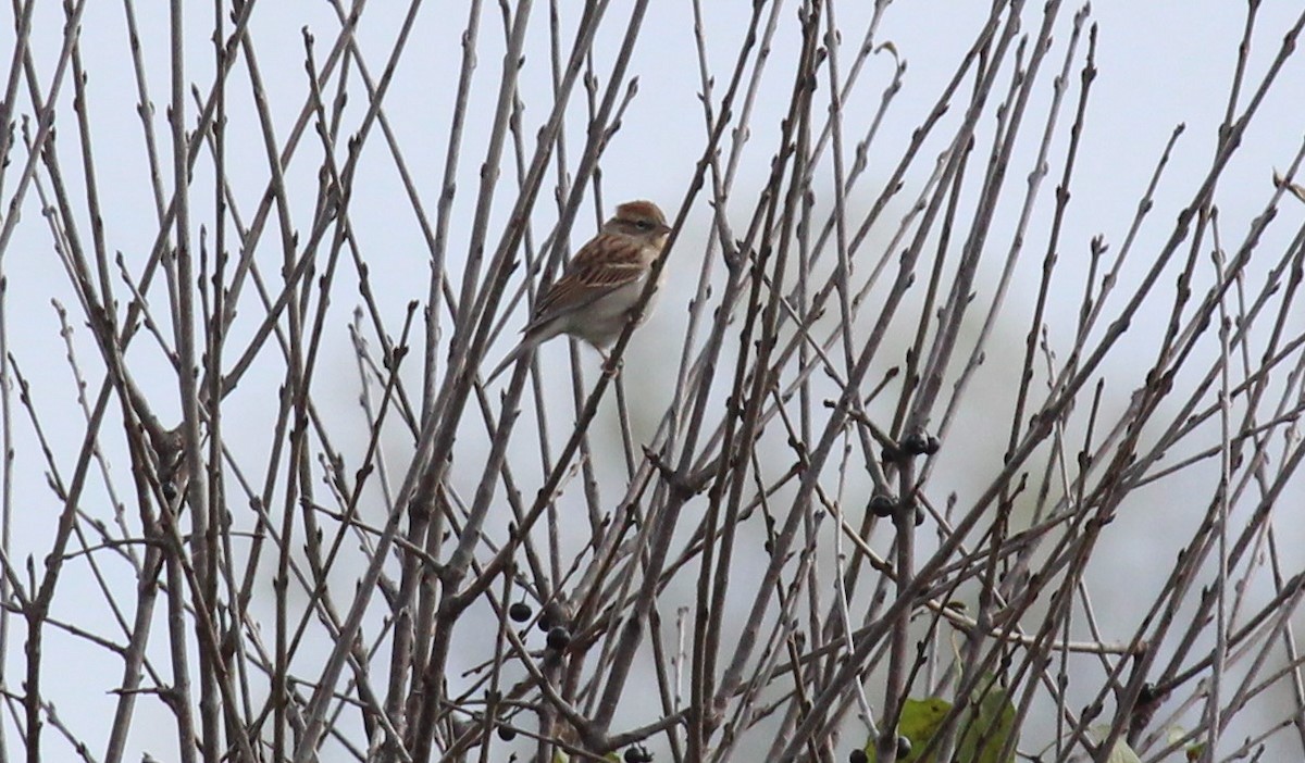 Chipping Sparrow - ML643297709