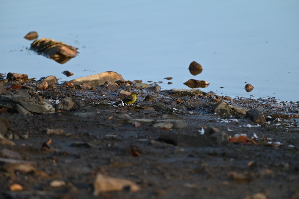 American Goldfinch - ML643297732