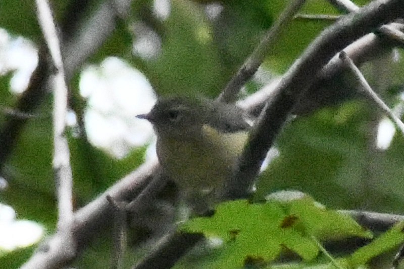 Black-throated Blue Warbler - ML643297747