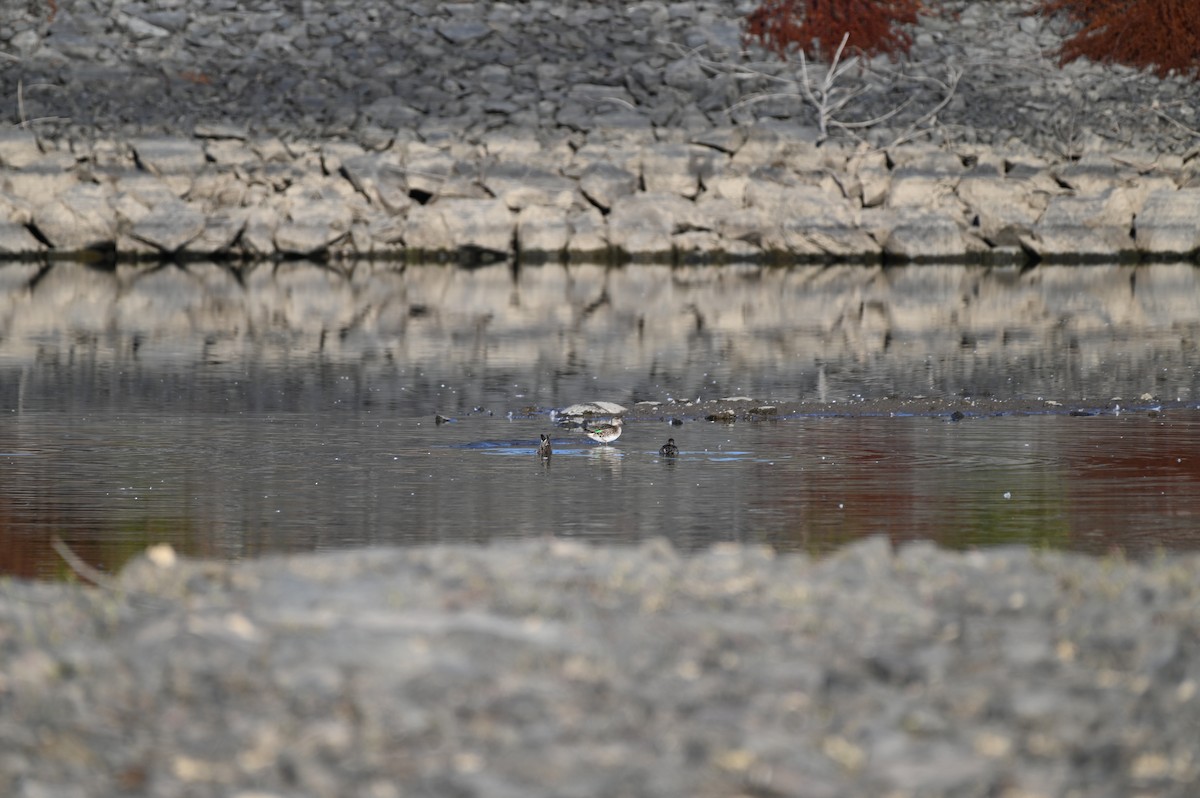 Green-winged Teal - ML643297750