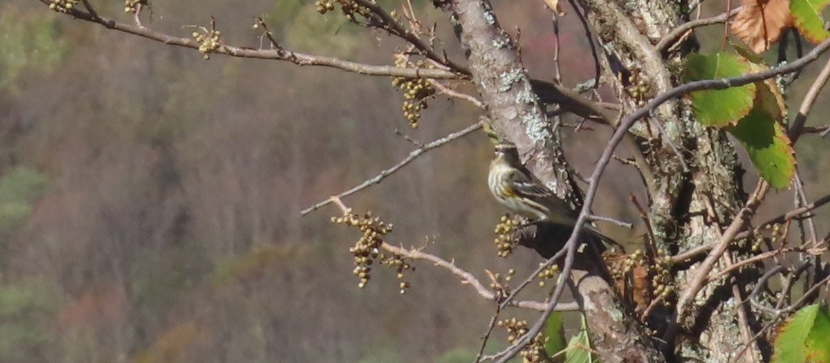 Yellow-rumped Warbler - ML643297757
