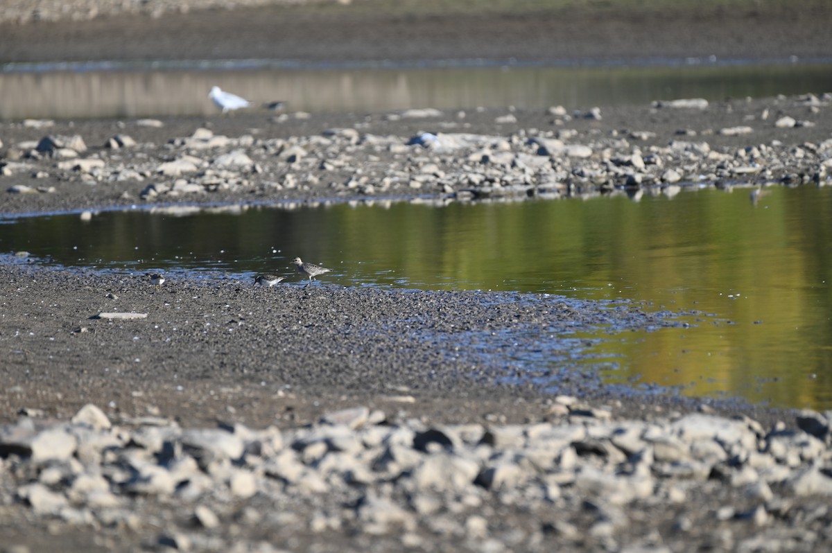 American Golden-Plover - ML643297789