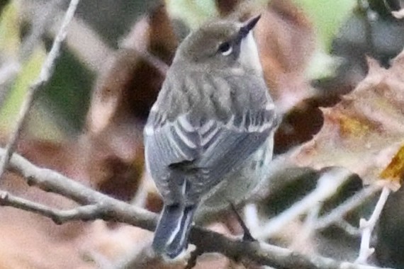 キヅタアメリカムシクイ（coronata） - ML643297837